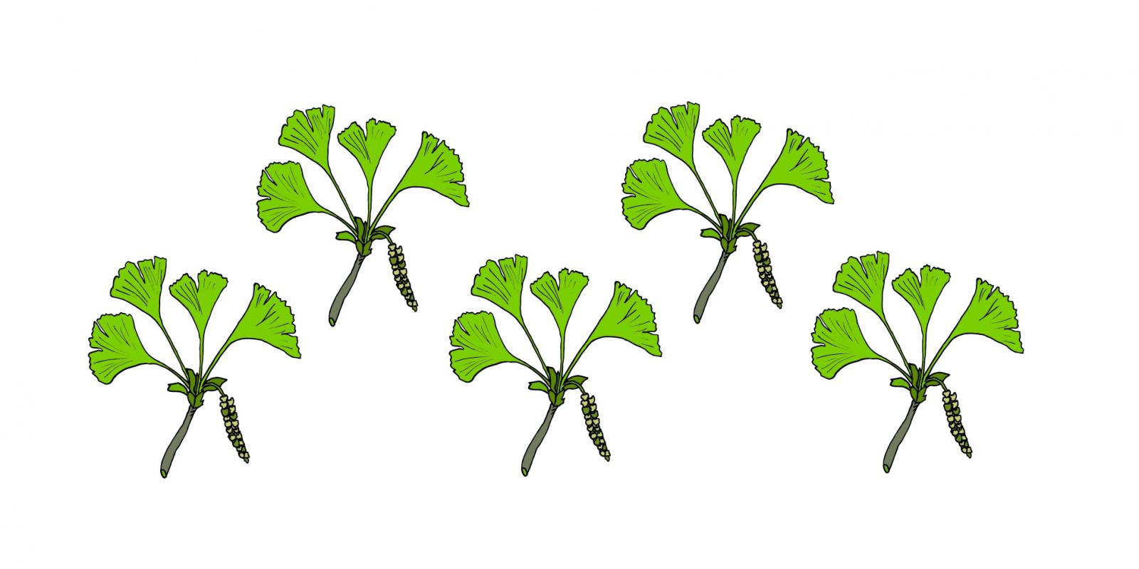 Fem gingko biloba-planter i collage.