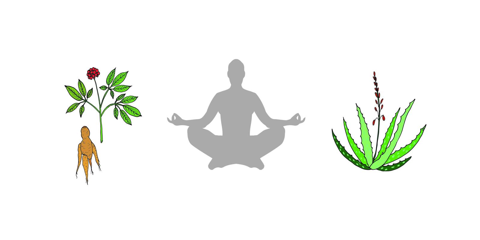 Illustrasjon av mediterende menneske, ginsengrot og aloe vera plante.