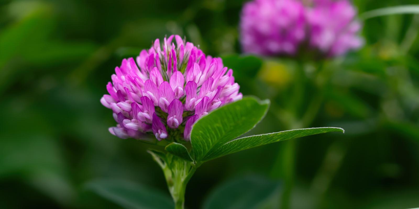 Bilde av rødkløver, en rosa blomst