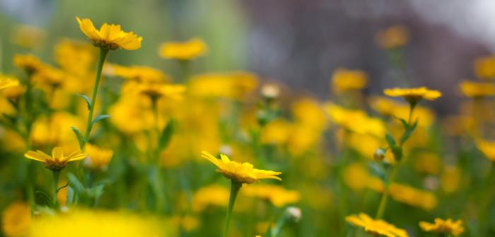 Bilde av gule markblomster i sola